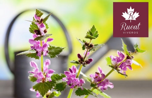 ¿Qué flores plantar esta primavera? por VIVEROS RUCAT
