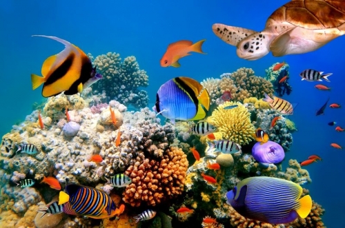 Tipos de comida seca para peces