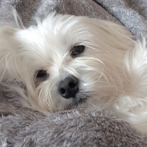 Civilizar al Bichon Maltes