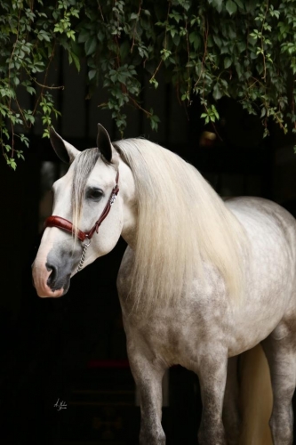 Qué es y cómo funciona la venta de caballos pre en España