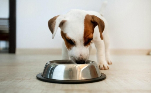 Diabetic food dog