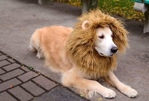 10 disfraces de Halloween para perros