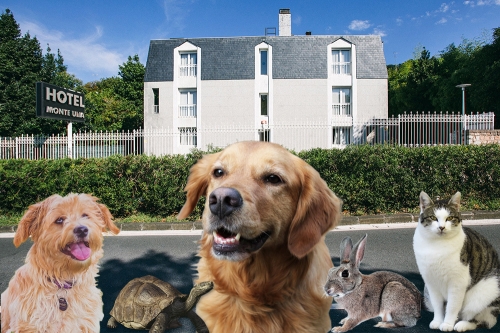 Hotel Monte Ulía: el mejor hotel para viajar con mascotas en San Sebastián-Donostia.