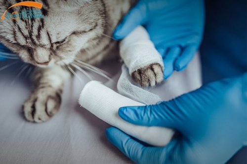 Campaña de esterilización de mascotas de 2019