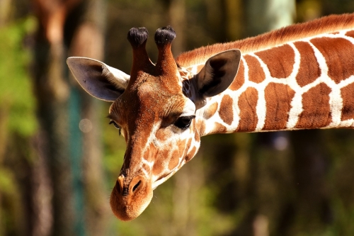 Ofertas de seguros de animales exóticos