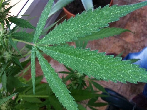 Insecticidas naturales para el cultivo de cannabis