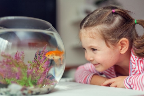 10 BENEFICIOS DE TENER PECES COMO ANIMALES DOMÉSTICOS