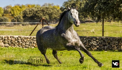 Yeguada Mater Christi y sus extraordinarios caballos españoles