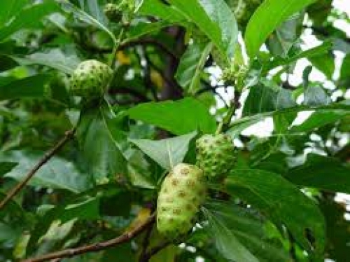 Fruta noni