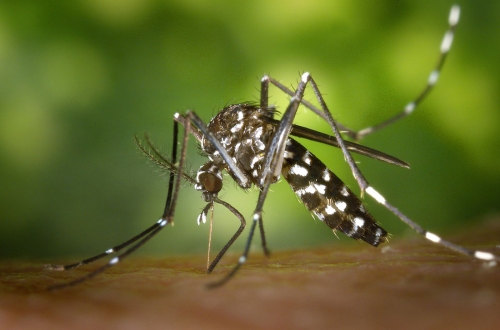 Cambios en control de plagas: menos insecticidas y más plagas.