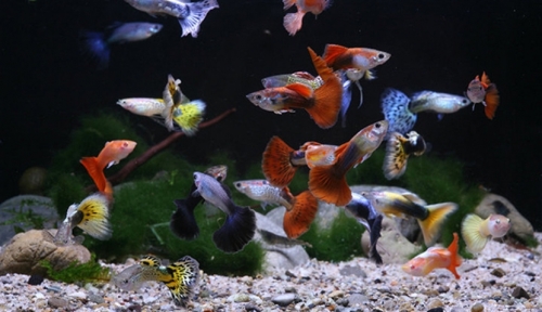 ¿Que sabes del pez guppy?