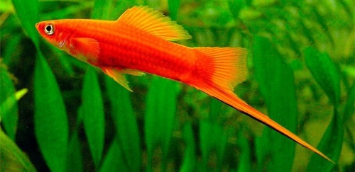 Xiphos peces para acuarios