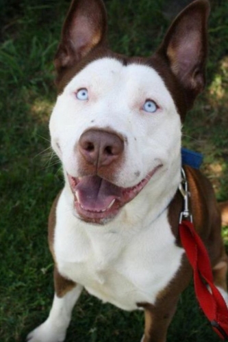 Auge de razas de perros en Republica Dominicana