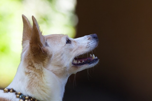 ¿Qué características debe tener el pienso de un perro adulto?