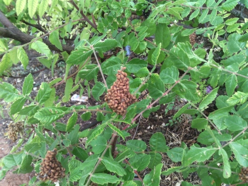 La mejor guía para la identificación de árboles de la Península Ibérica