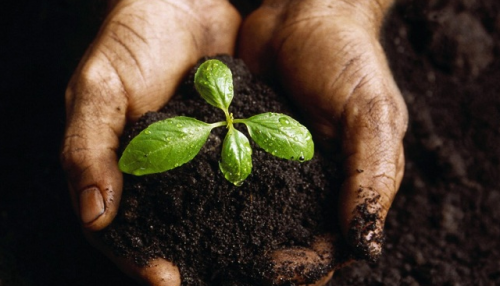 ¿Cómo afecta la sal en las plantas?