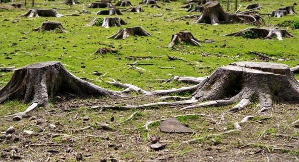 La tala indiscriminada de los árboles y bosques