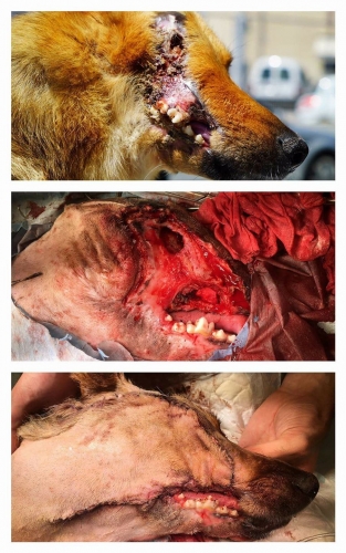 Sky, el perro maltratado, se recupera gracias a la cirugía veterinaria