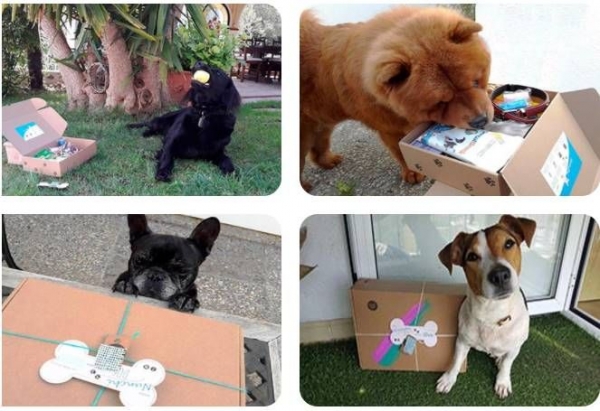 Nace Central de Mascotas, el primer buscador especializado en residencias para mascotas en España