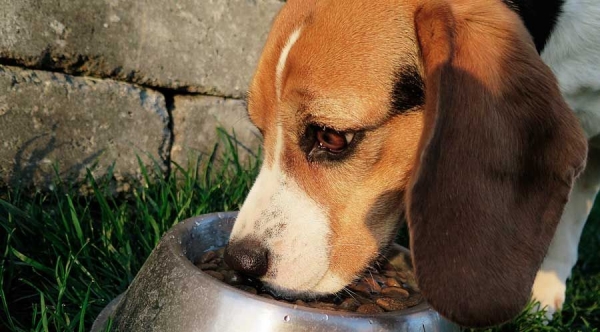 El ‘buen comer’ se instala en la dieta de perros y gatos