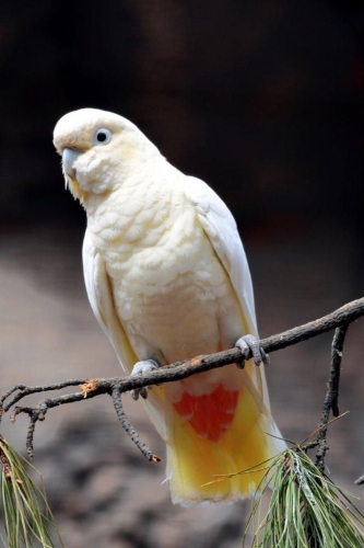 El trabajo de Loro Parque Fundación logra salvar 9 especies de loros de la extinción