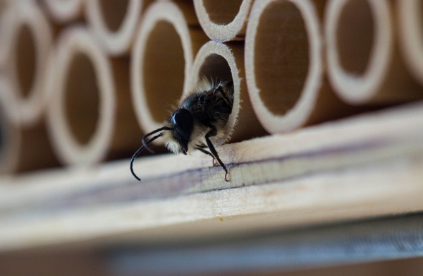 Limpiezapulido.es explica ‘cómo combatir las plagas de insectos en verano’