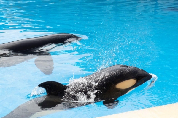 Nueva derrota de Free Morgan Foundation en Holanda 