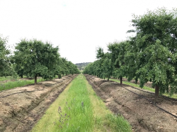 Almendras Km 0 para los productos de Delaviuda Confectionery Group 