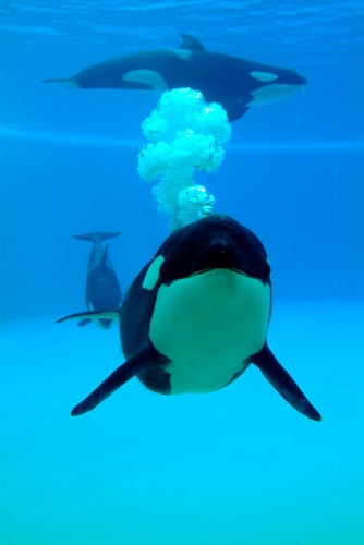 Loro Parque participa en una investigación que logra determinar la edad de los cetáceos a partir de su ADN
