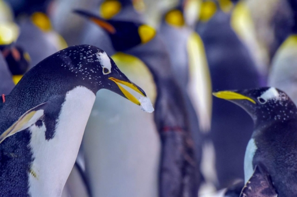 Loro Parque da la bienvenida a numerosas crías de pingüino de diferentes especies
