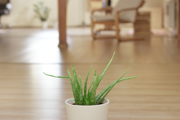 Motivos para decorar tu hogar con plantas de aloe vera