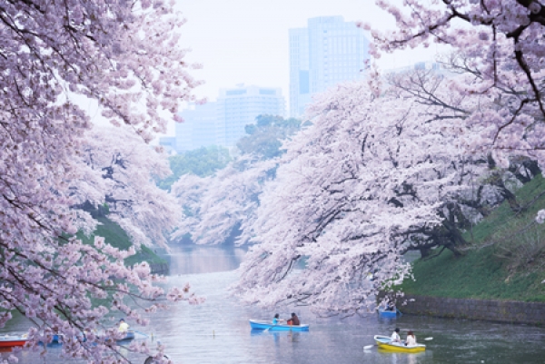 Contemplar la primavera tokiota en su máximo esplendor: el hanami