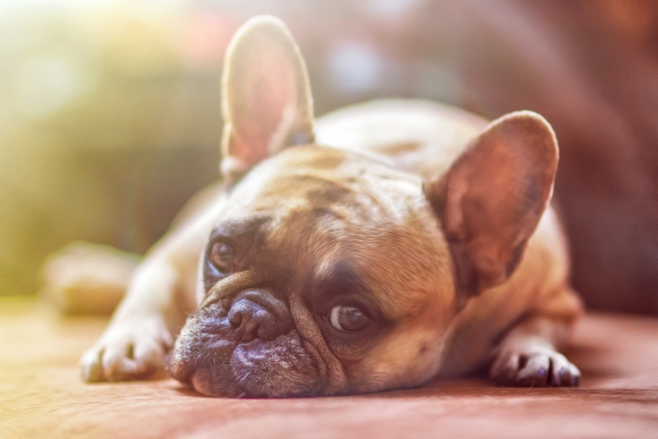 Utilice estos consejos para que su perro nervioso disfrute del aseo