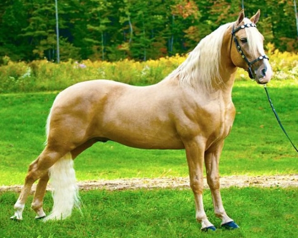 Las Mejores Razas De Caballos De Todo El Mundo 