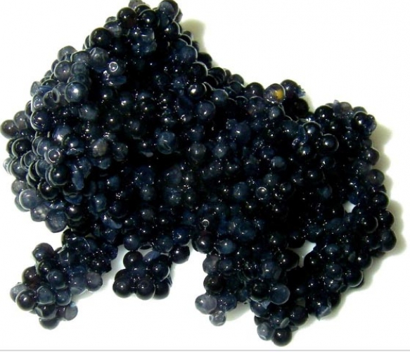 El caviar de Beluga, manjar del mundial de Rusia