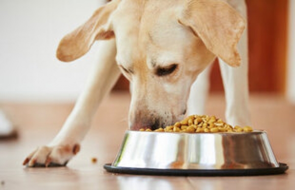 Consejos para alimentar a tu perro