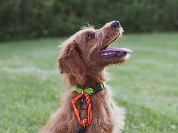 Clases de adiestramiento para perros: cómo el grupo transforma su conducta