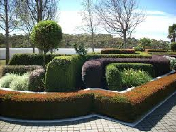 Cómo podar los setos de nuestro jardín
