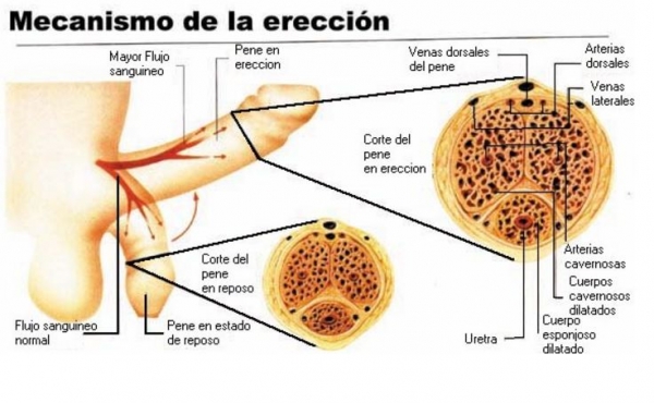 Consejos para mejorar la salud del pene