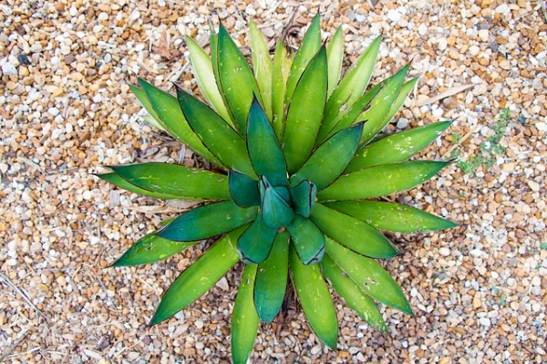 TRABAJAR COMO DISTRIBUIDOR DE ALOE VERA