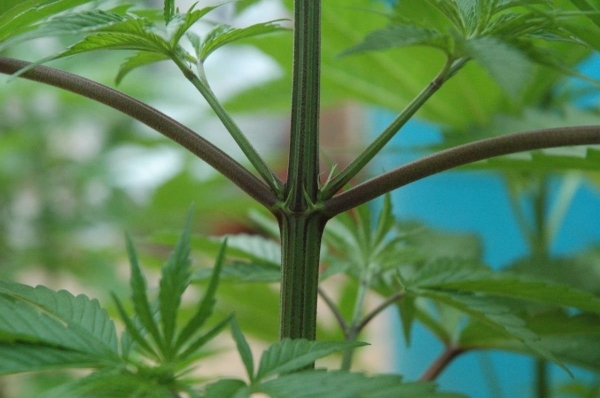 ¿Es mejor la marihuana macho o la hembra?