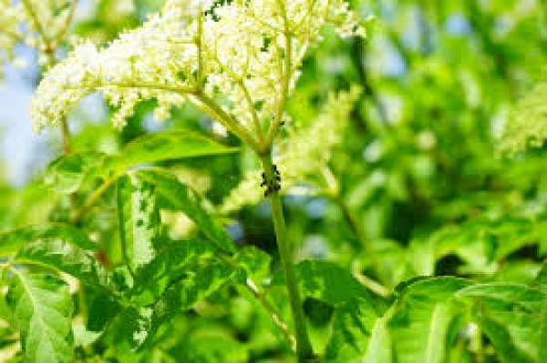 Algunos remedios para exterminar plagas de tu jardín
