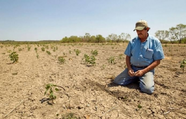 Los cultivos de arroz y café en peligro por el cambio climático: ¿qué podemos hacer?