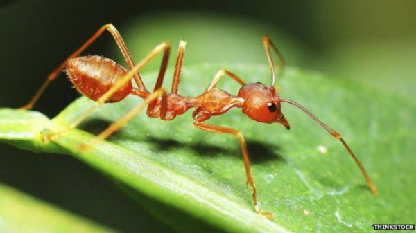 La importancia de las hormigas en el ecosistema: ¿por qué debemos cuidarlas?