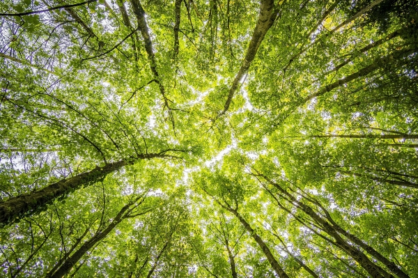 Licitaciones en medioambiente: ¿por qué son tan importantes?