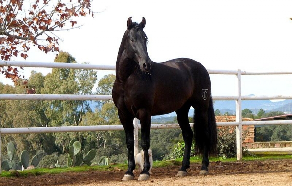 El Establo - Datos sobre caballos y caballos en venta