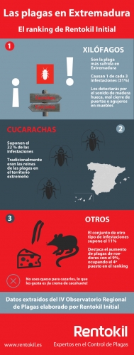 Los insectos de la madera mantienen el liderato del ranking de plagas en Extremadura