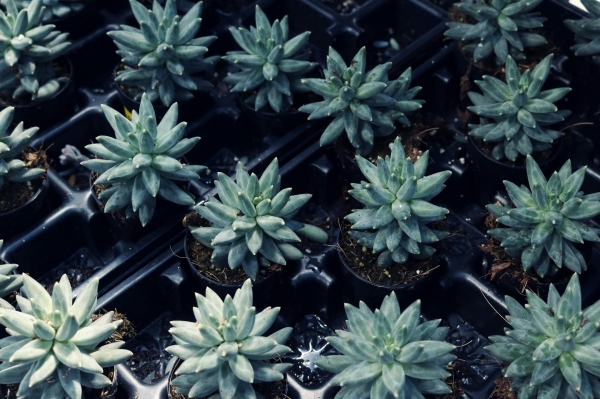 Qué es la micropropagación de material vegetal y cómo beneficia a los cultivos