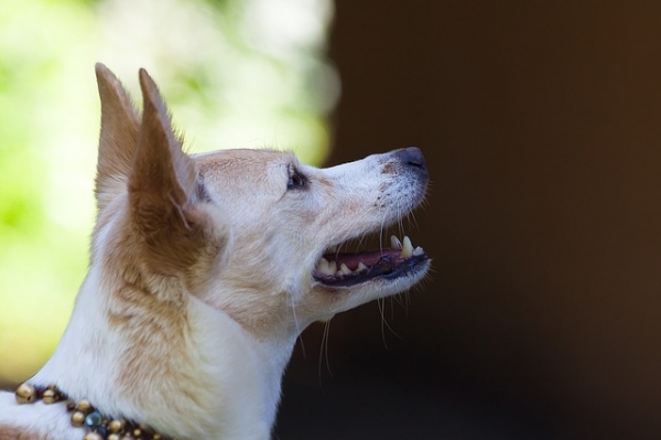 ¿Qué características debe tener el pienso de un perro adulto?