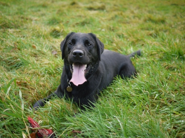 ¿Por qué cambia el color del pelo de mi labrador?
